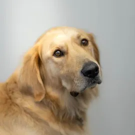 Odie